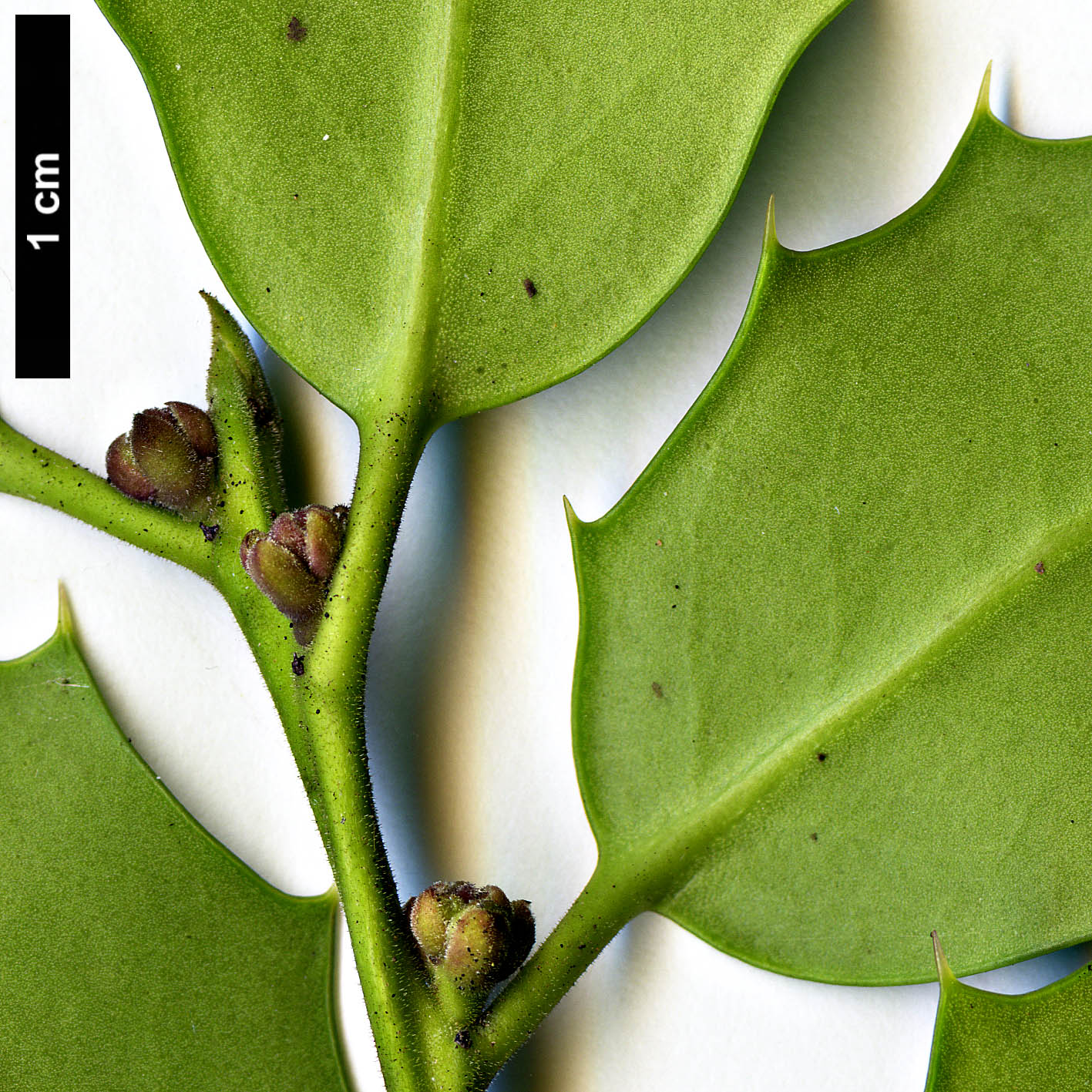 High resolution image: Family: Aquifoliaceae - Genus: Ilex - Taxon: ×aquipernyi (I.aquifolium × I.pernyi)